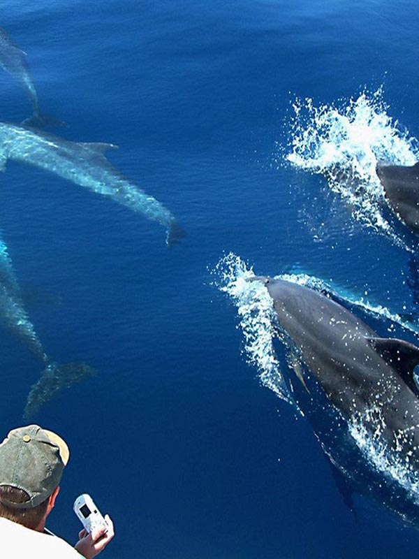 avistamiento de delfines la manga charter barco